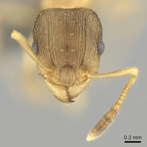 Tetramorium bothae - CASENT0256340