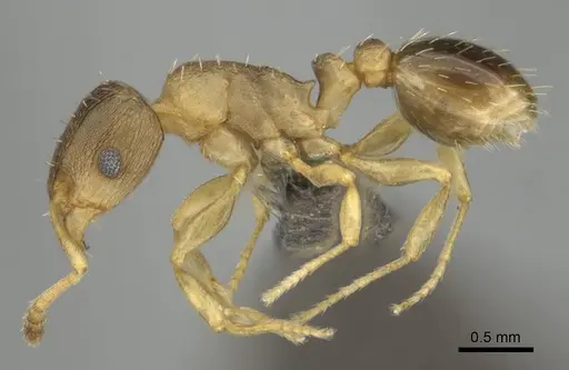 Tetramorium bothae - CASENT0256340