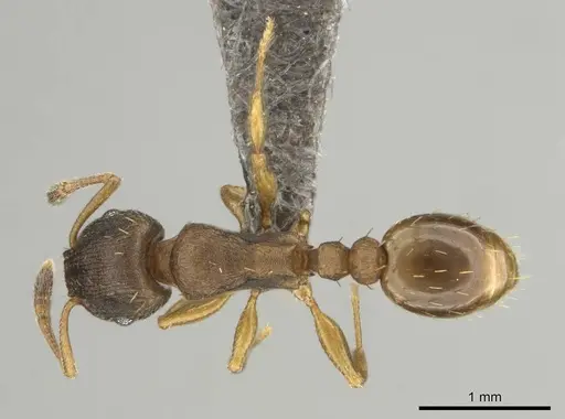 Tetramorium bothae - CASENT0256343
