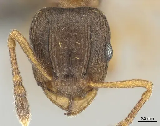 Tetramorium bothae - CASENT0256343