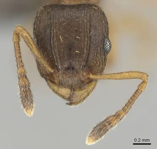 Tetramorium bothae - CASENT0256343