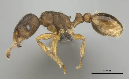 Tetramorium bothae - CASENT0256343