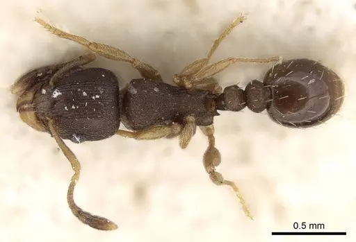 Tetramorium bothae - CASENT0280852