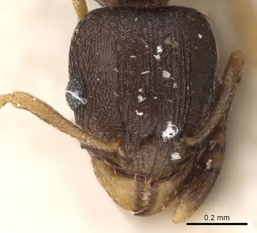 Tetramorium bothae - CASENT0280852