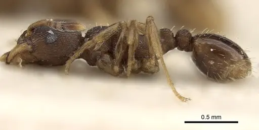 Tetramorium bothae - CASENT0280852