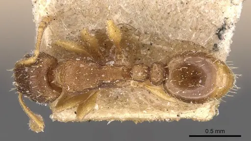 Tetramorium bothae - CASENT0909114