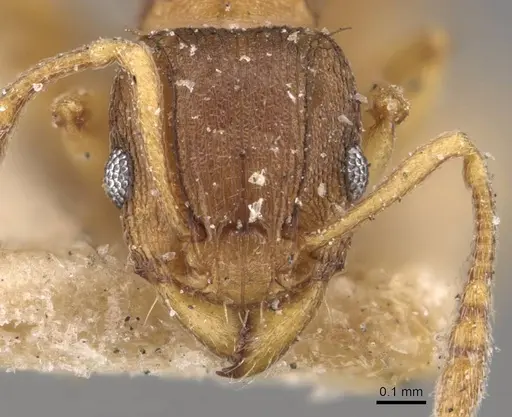 Tetramorium bothae - CASENT0909114