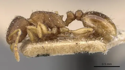 Tetramorium bothae - CASENT0909114