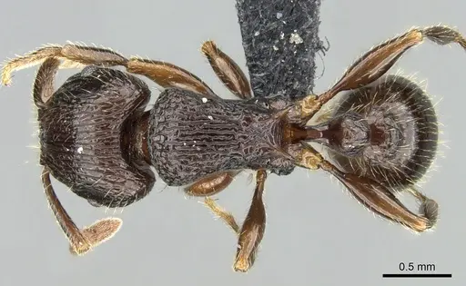 Tetramorium bressleri specimen