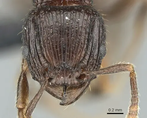 Tetramorium bressleri specimen