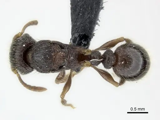 Tetramorium bressleri - CASENT0050040