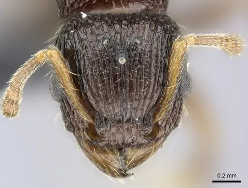 Tetramorium bressleri - CASENT0050040