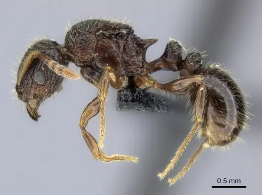 Tetramorium bressleri - CASENT0050040