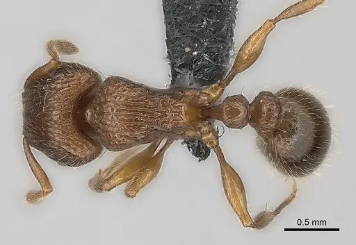 Tetramorium bressleri - CASENT0055196