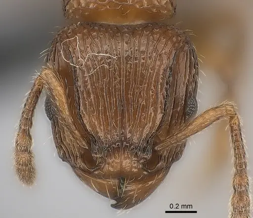 Tetramorium bressleri - CASENT0055196