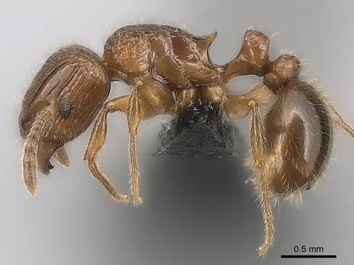 Tetramorium bressleri - CASENT0055196