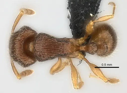 Tetramorium bressleri - CASENT0476510