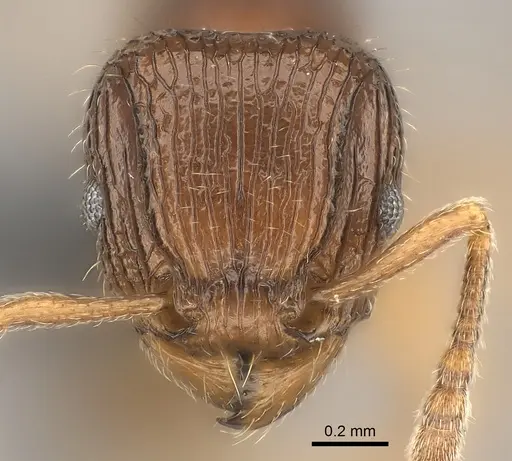 Tetramorium bressleri - CASENT0476510