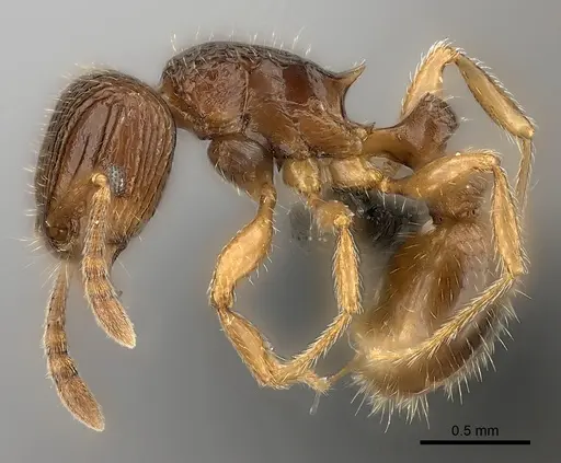 Tetramorium bressleri - CASENT0476510
