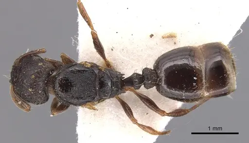 Tetramorium brevicorne specimen