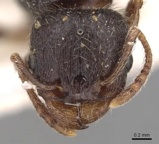 Tetramorium brevicorne specimen