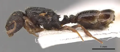Tetramorium brevicorne specimen