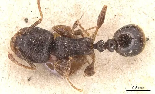 Tetramorium brevicorne - CASENT0904818
