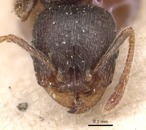 Tetramorium brevicorne - CASENT0904818