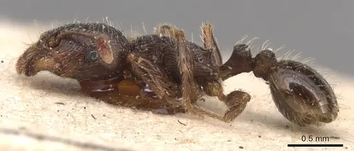 Tetramorium brevicorne - CASENT0904818