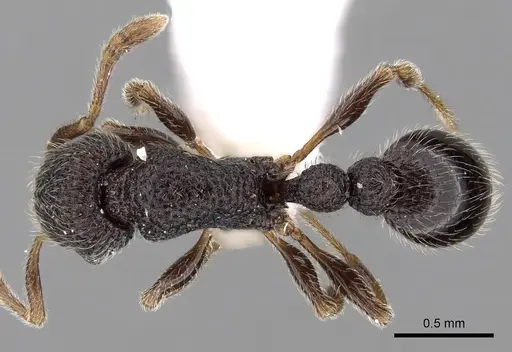 Tetramorium brevidentatum specimen