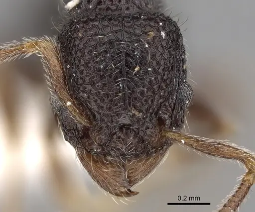 Tetramorium brevidentatum specimen