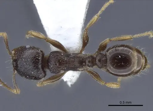 Tetramorium breviscapus specimen