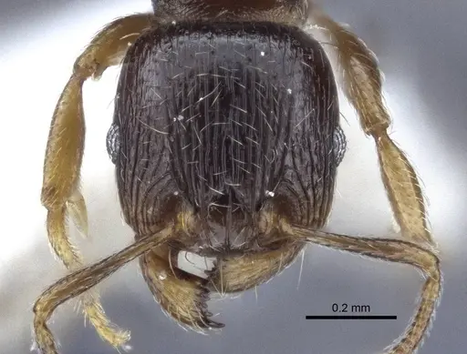 Tetramorium breviscapus specimen