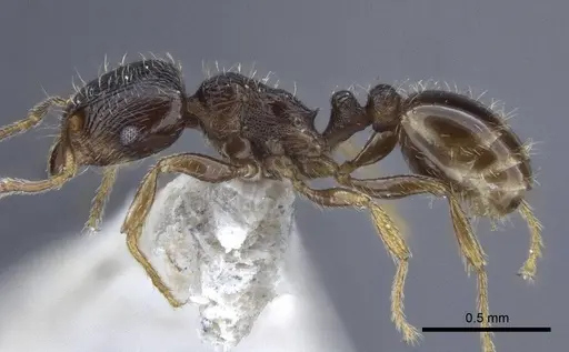 Tetramorium breviscapus specimen