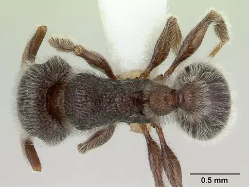Tetramorium brevispinosum specimen