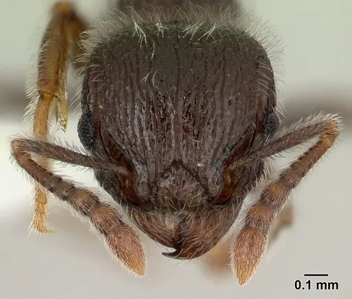 Tetramorium brevispinosum specimen