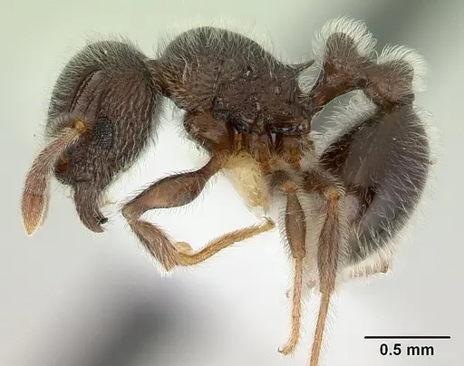 Tetramorium brevispinosum specimen