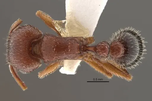 Tetramorium brigitteae specimen
