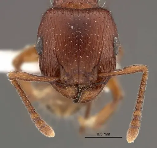 Tetramorium brigitteae specimen