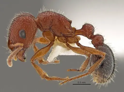 Tetramorium brigitteae specimen