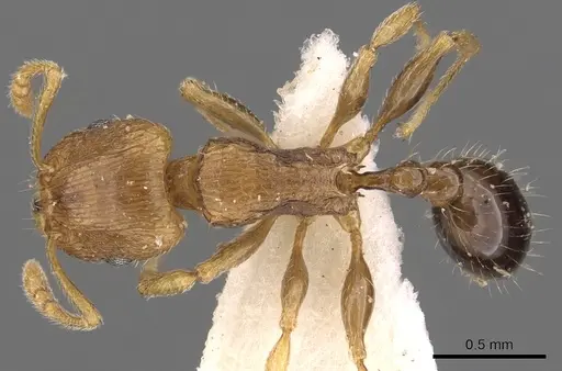Tetramorium browni specimen