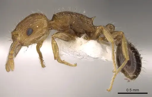 Tetramorium browni specimen