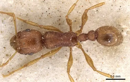 Tetramorium bulawayense specimen