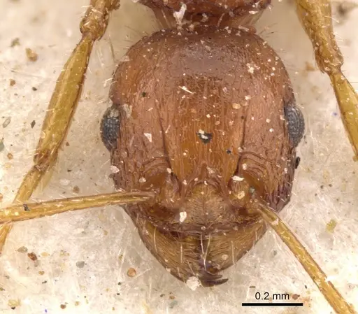 Tetramorium bulawayense specimen