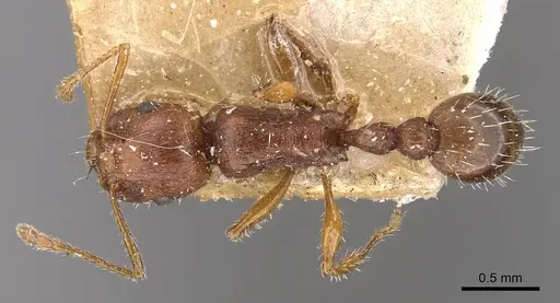 Tetramorium bulawayense - CASENT0909125
