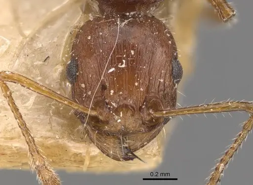 Tetramorium bulawayense - CASENT0909125