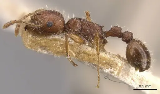 Tetramorium bulawayense - CASENT0909125