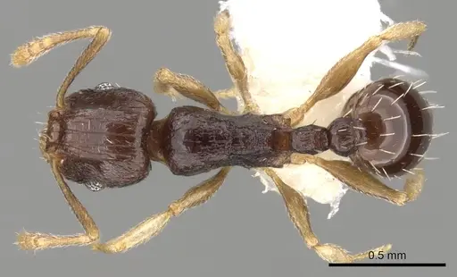 Tetramorium buthrum specimen