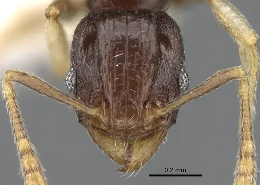 Tetramorium buthrum specimen