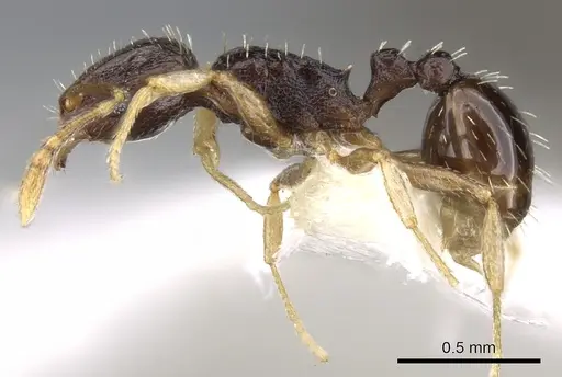 Tetramorium buthrum specimen